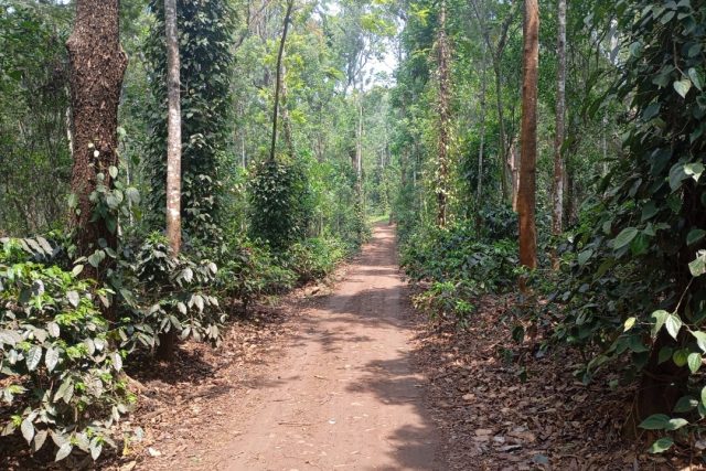 Coffee Estate in coorg 43 acre